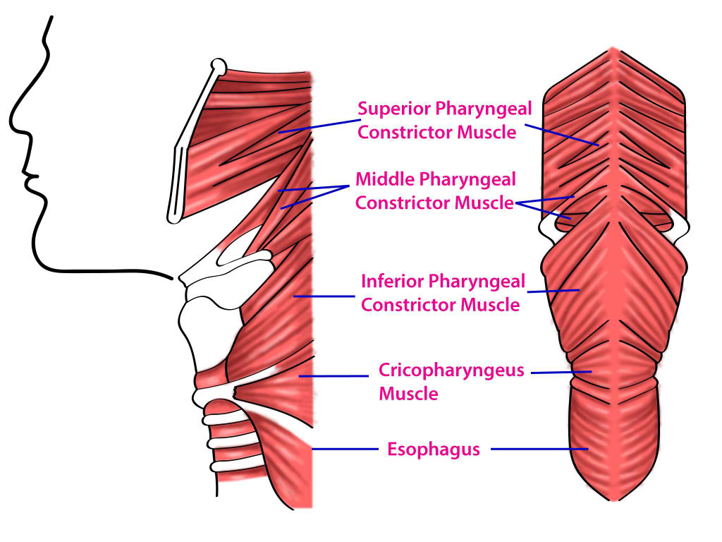 <p>Pharyngeal Constrictors