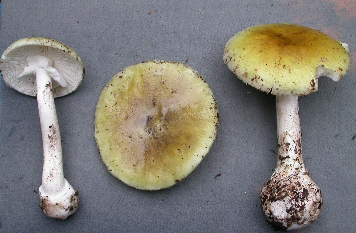 <p>Amanita Phalloides</p>