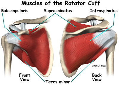 <p>Rotator Cuff Muscles&nbsp;Anatomy.&nbsp;</p>