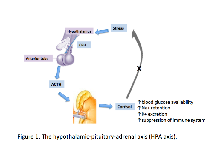 The hypothalamic-pituitary-adrenal (HPA) axis