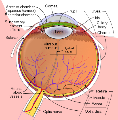 <p>Schematic Diagram of the Human Eye.</p>