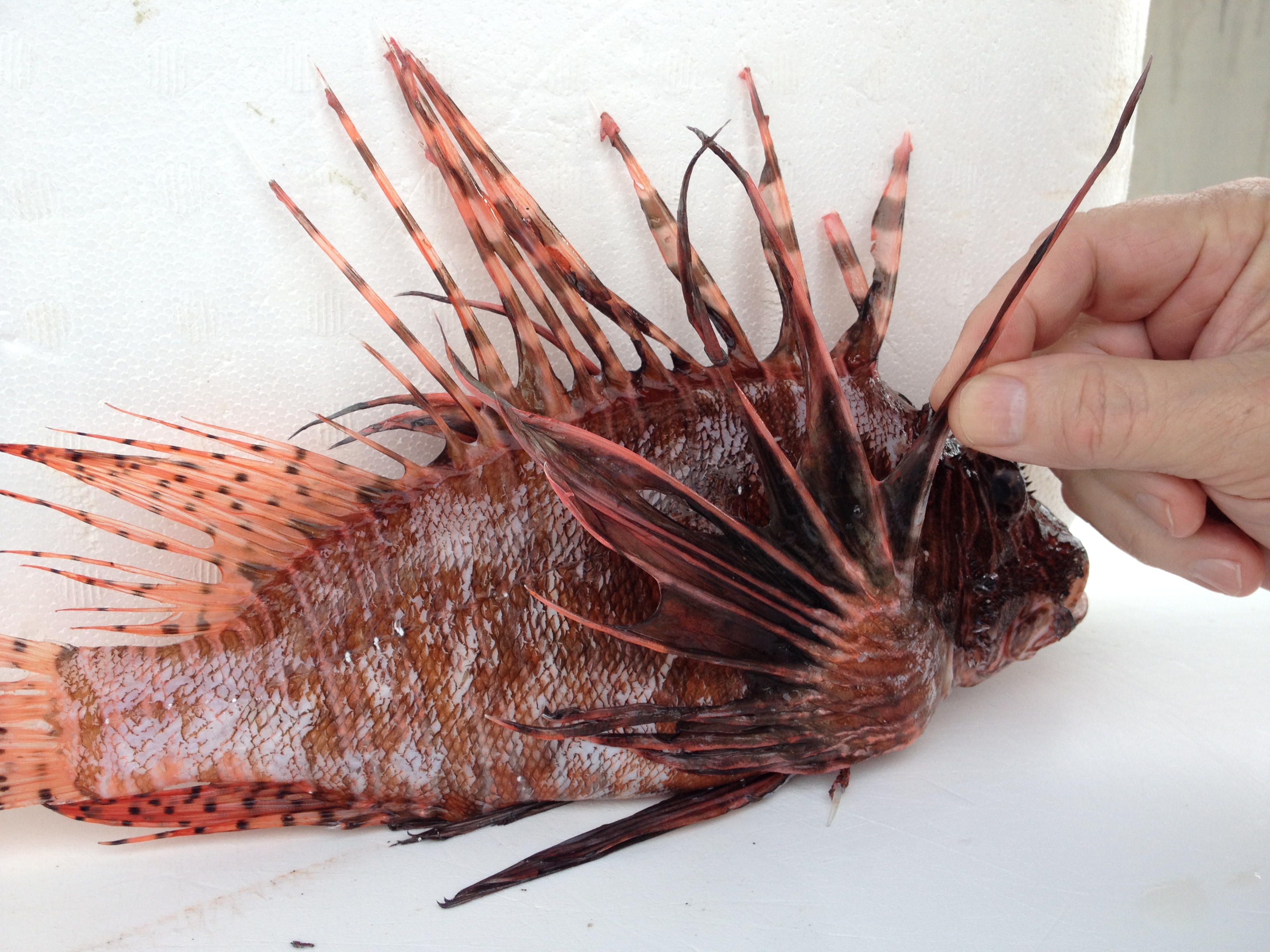 Lionfish, venomous spines, dorsal, pelvic and anal fins