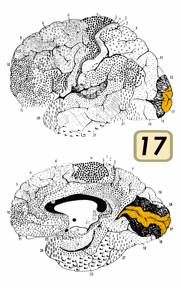 Visual Cortex