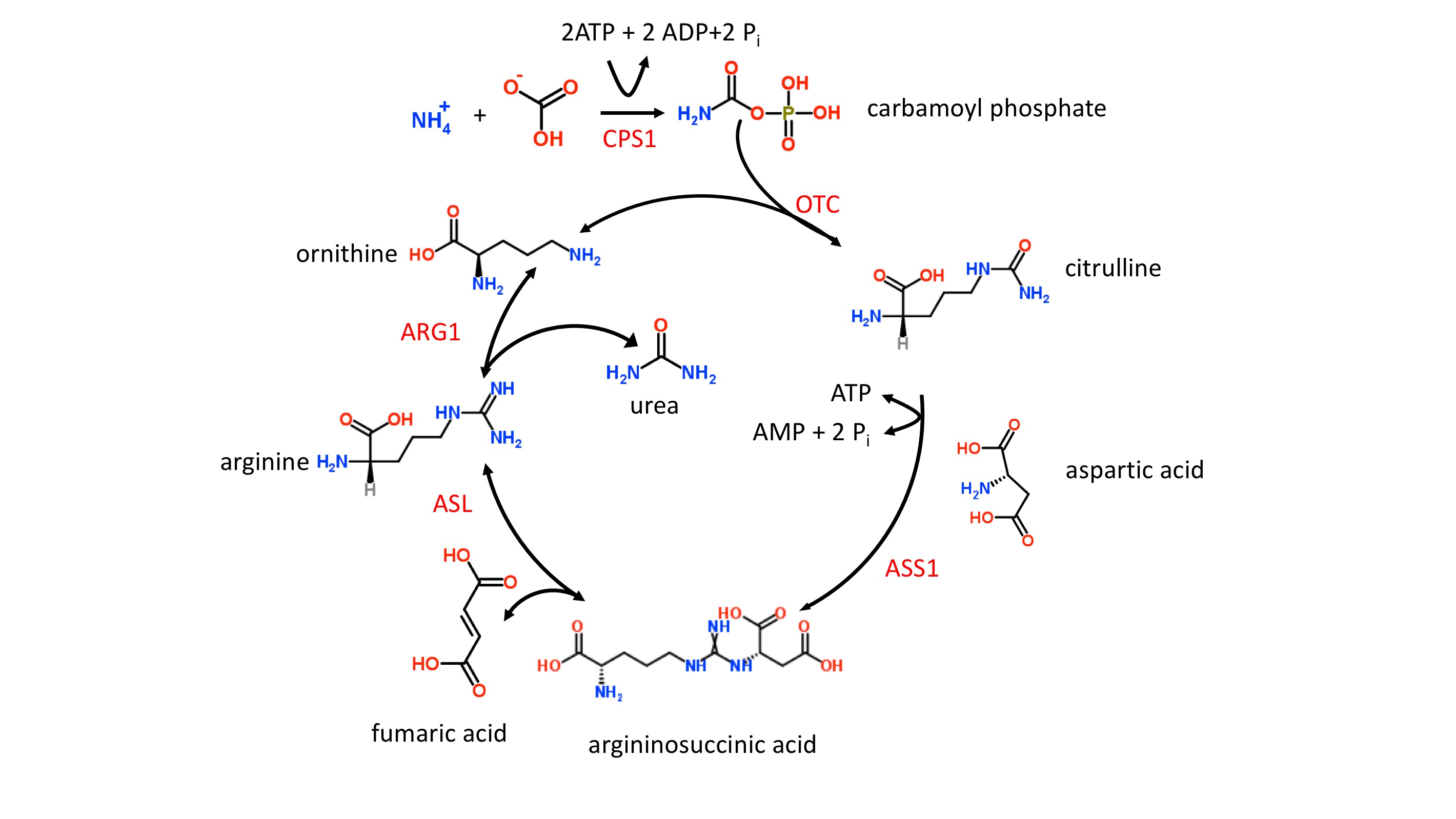 Urea Cycle Disorder