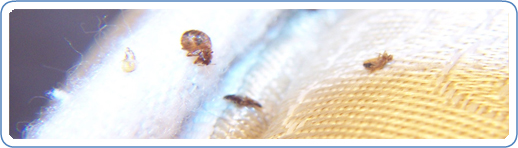 Bed bugs seen in mattress ribbing.