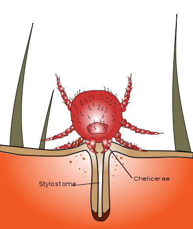 Image of the use of a stylostome during chigger feeding