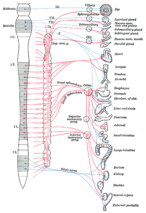Schematic of the autonomic nervous system