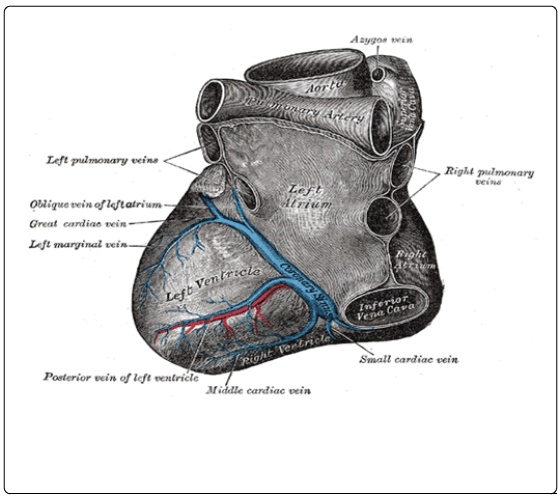 <p>Coronary Sinus of the Heart. The schematic diagram depicts&nbsp;the coronary sinus of the heart and its tributaries.</p>