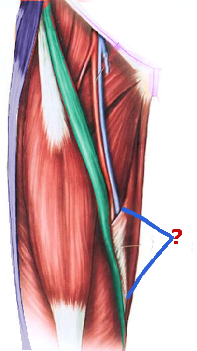 Adductor Canal