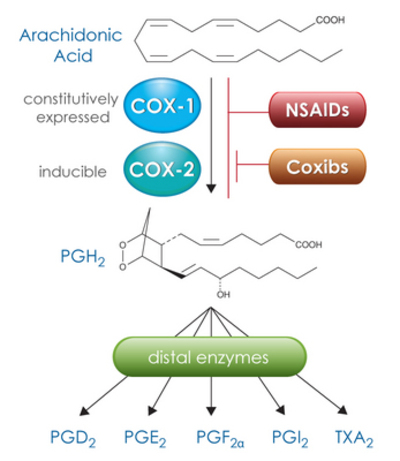 Conversion of arachidonic acid by cyclooxygenase to its metabolites