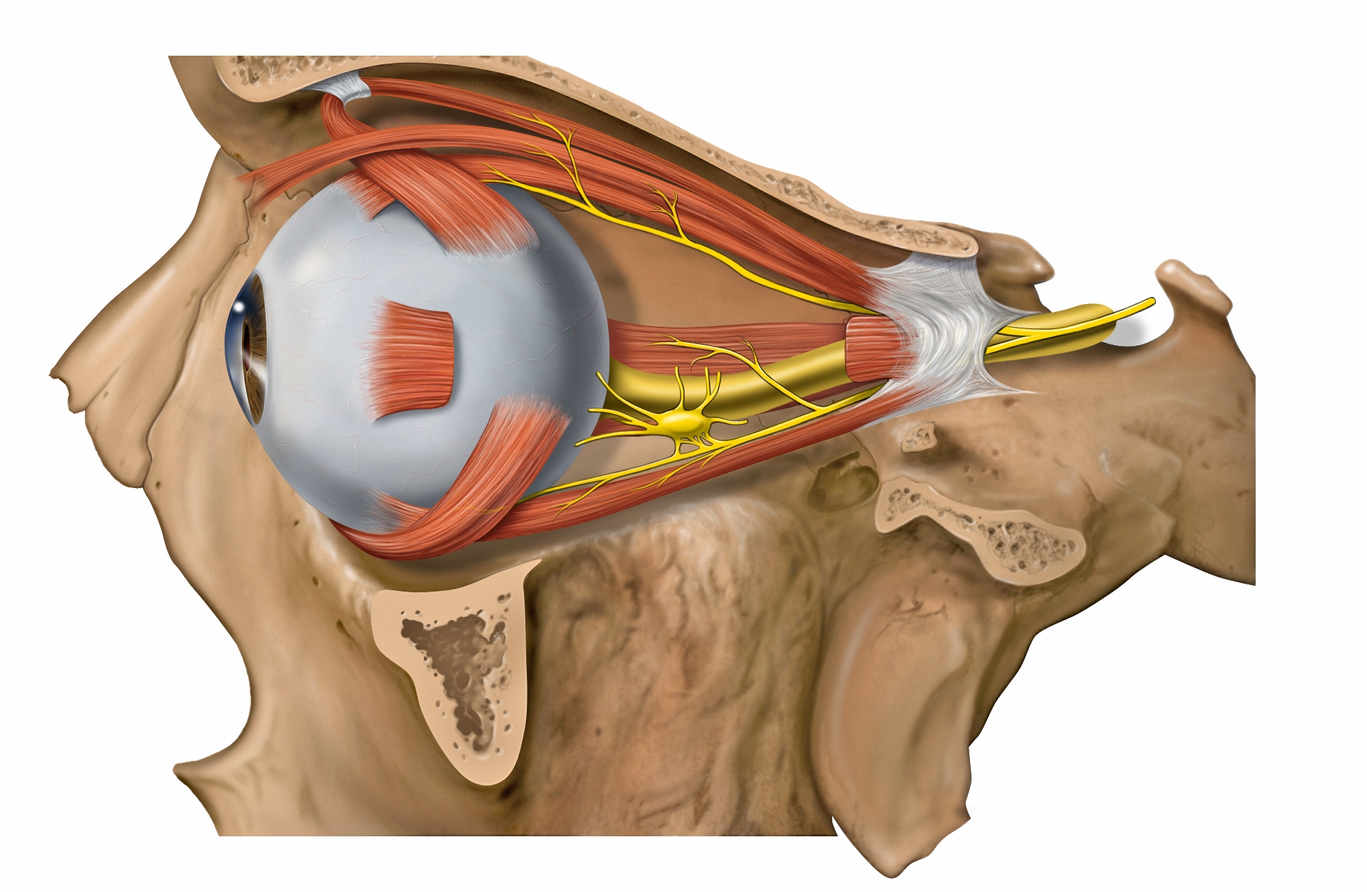 Lateral orbit with extraocular muscles and nerves.