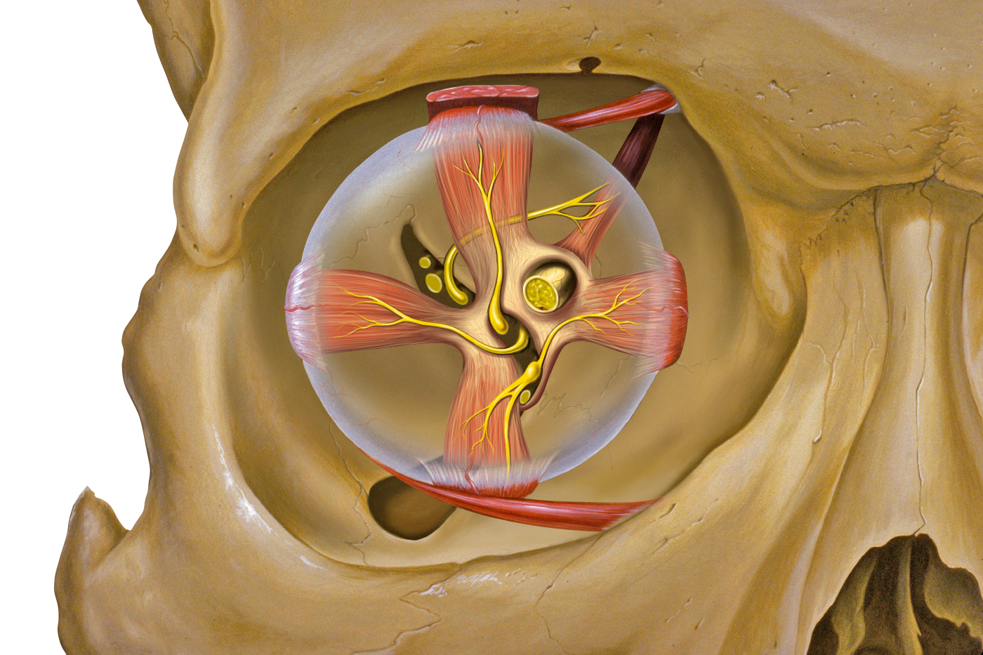 The bones of the orbit and associated extraocular muscles and nerves.