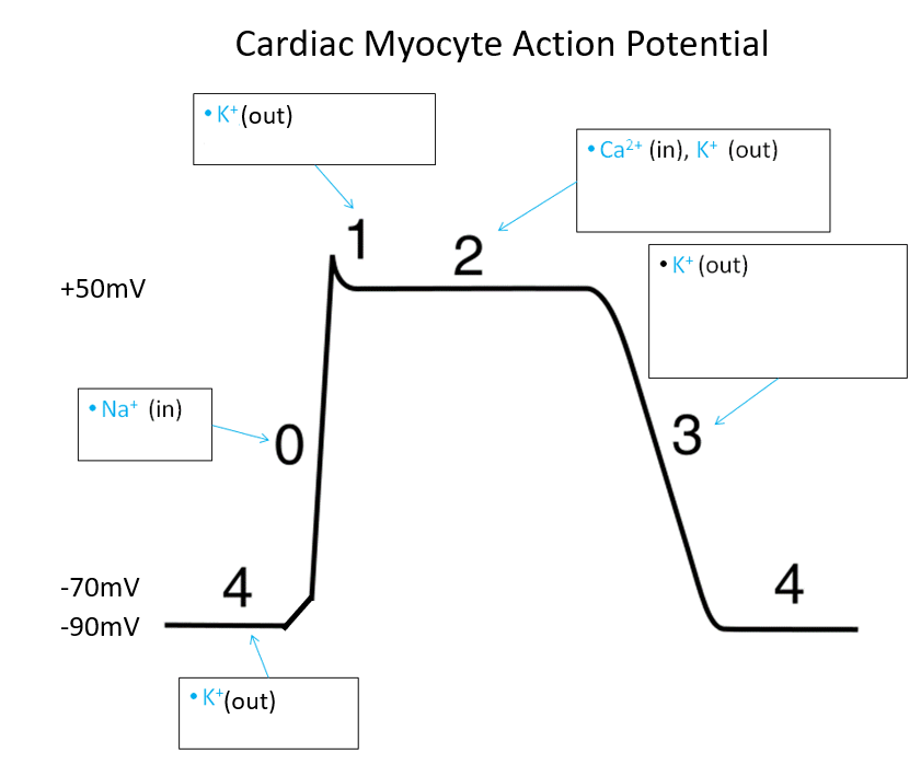 Cardiac Myocyte Action Potential
