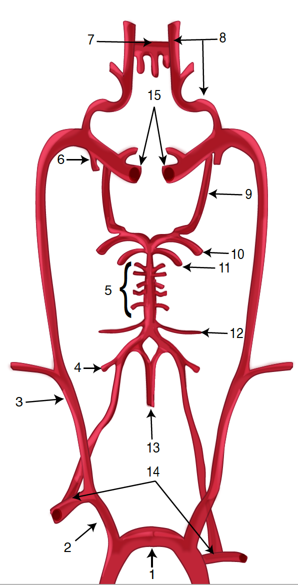 Figure 1 - Schematic diagram of the brain blood circulation: 1, Aortic Arch; 2, brachiocephalic artery; 3, common carotid artery; 4, posterior inferior cerebellar artery (PICA); 5, pontine arteries; 6, anterior choroidal artery; 7, anterior communicating artery; 8, anterior cerebral artery (ACA); 9, posterior communicating artery; 10, posterior cerebral artery (PCA); 11, superior cerebellar artery (SCA); 12, anterior inferior cerebellar artery (AICA); 13, anterior spinal artery; 14, arches of vertebral arteries; 15, internal carotid arteries