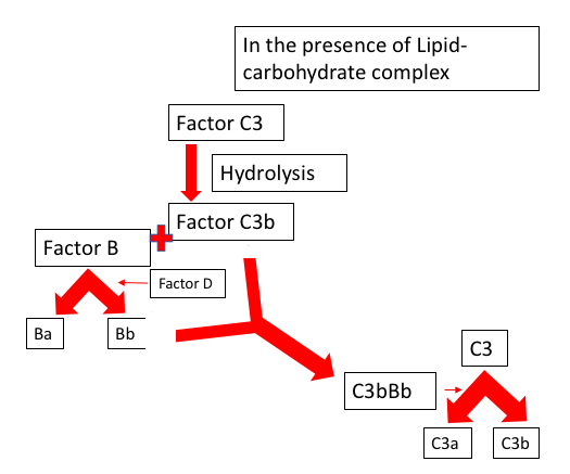 <p>Opsonization,&nbsp;Complement System</p>