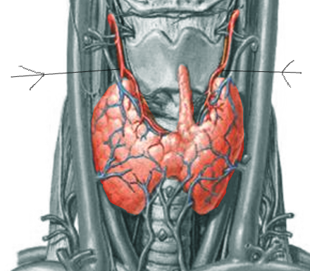 Thyroid artery