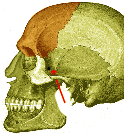 Infratemporal fossa