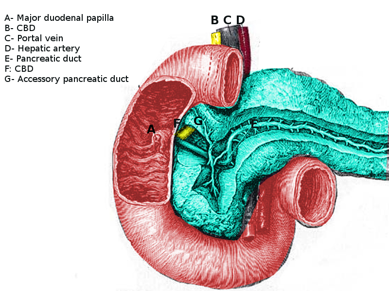 Duodenum anatomy