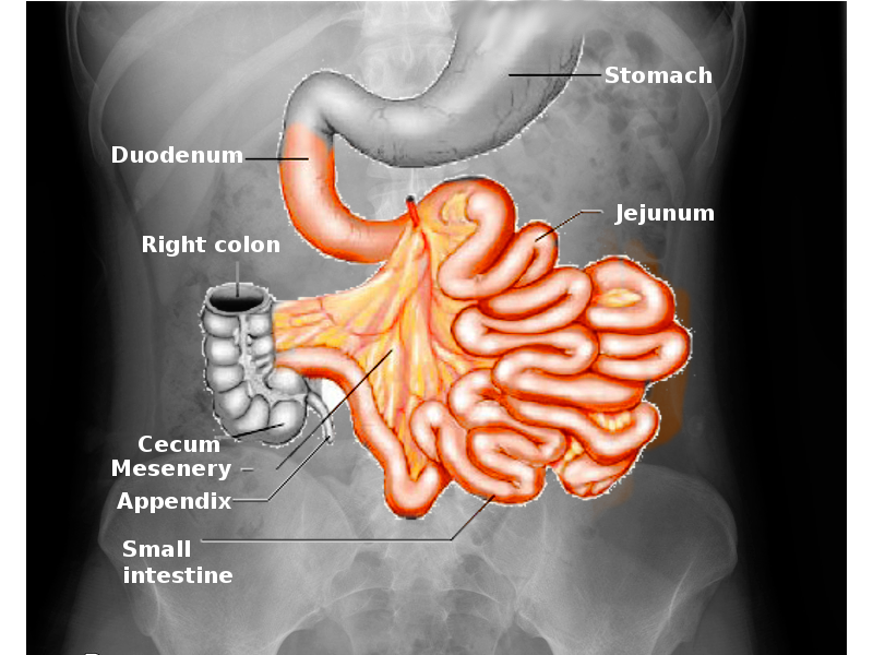 <p>Small Intestine