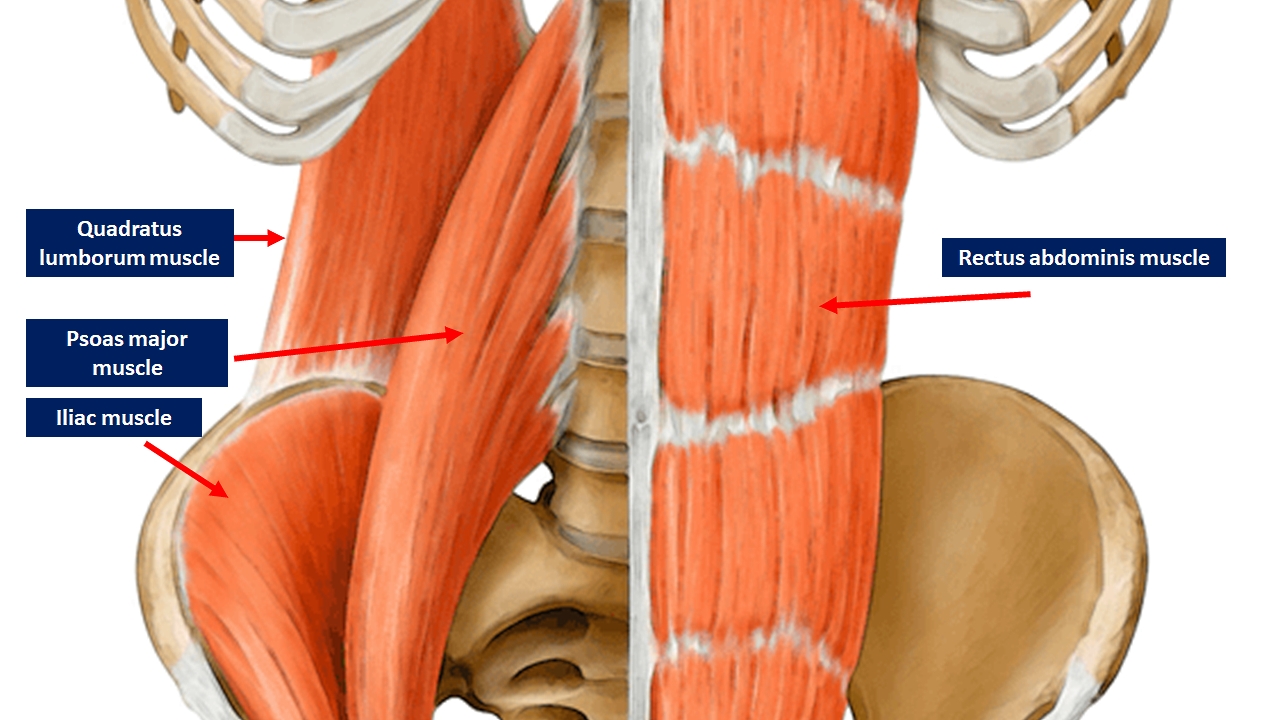 <p>Abdominopelvic Muscles