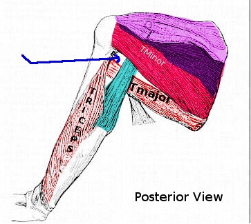 <p>Quadrangular Space, Posterior View