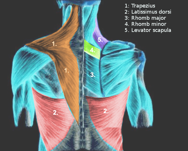 <p>Extrinsic Back Muscles