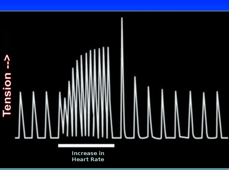 <p>Bowditch Phenomenon</p>