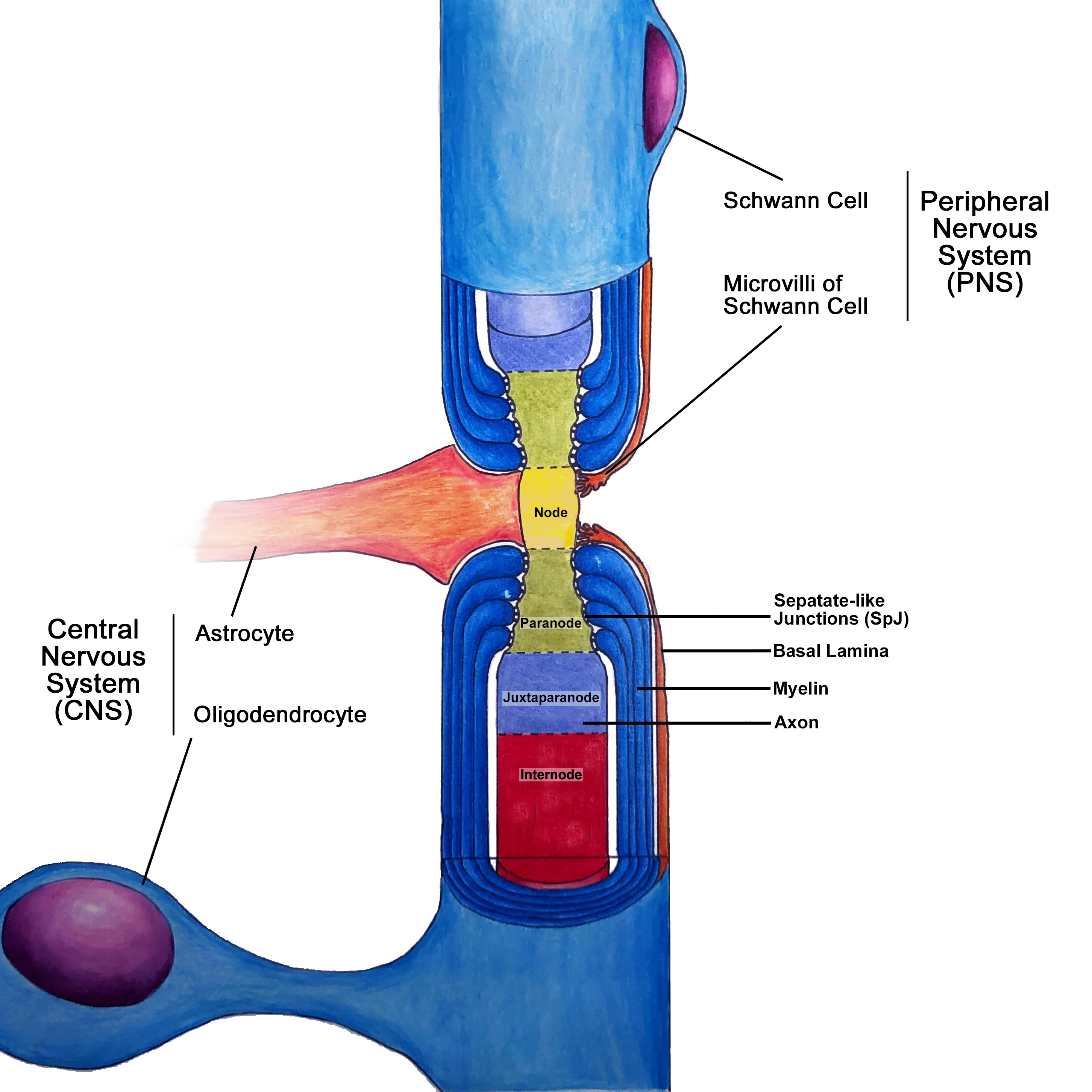 Node of Ranvier