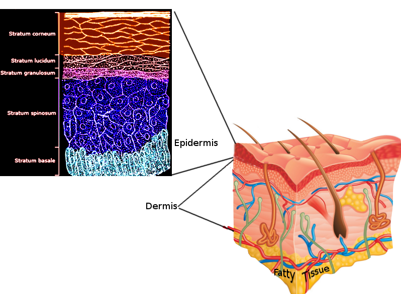 Skin layers