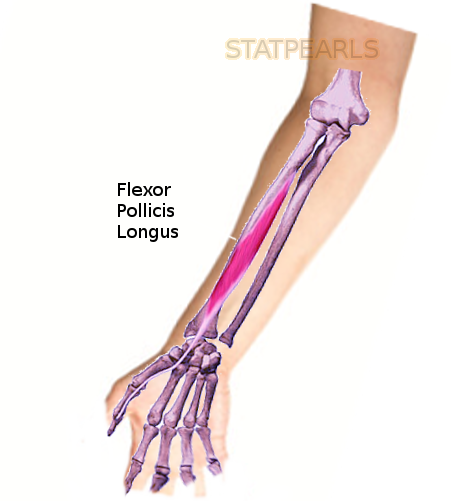 Flexor Pollicis Longus