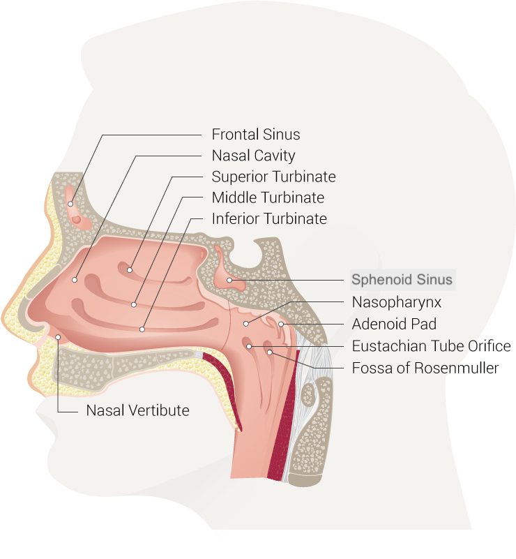 <p>Nasal Cavity