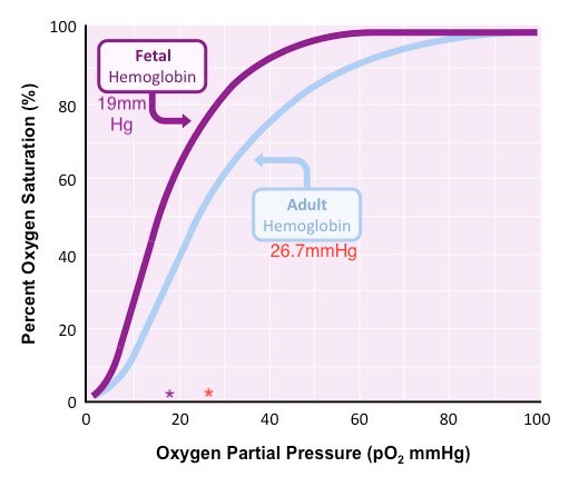 Fetal Dissociation Curve