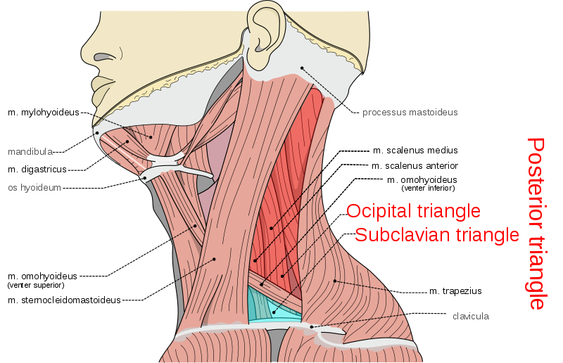 Posterior triangle of the neck