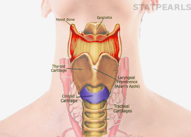 Cricoid Cartilage