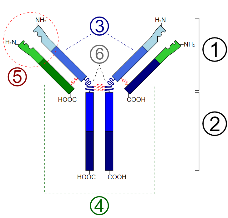 <p>Basic Unit of Immunoglobulin (Antibody)