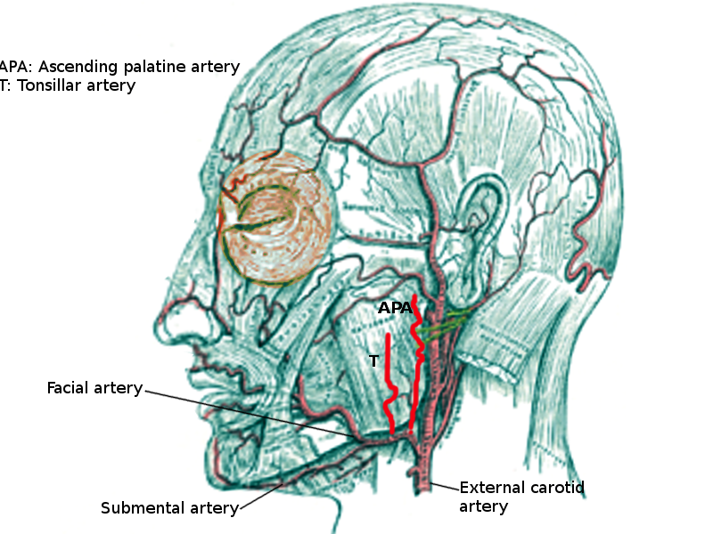 Ascending palatine artery