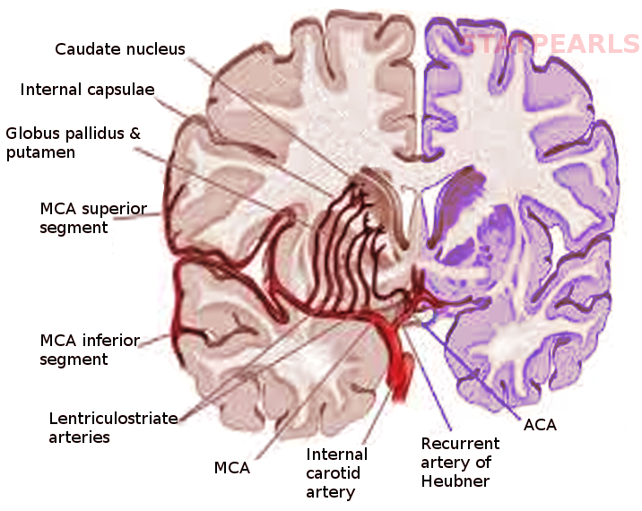 Lentriculostriate arteries