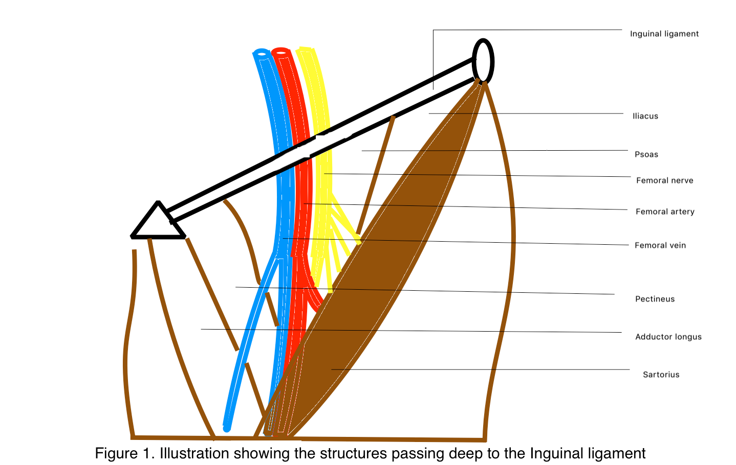 <p>Femoral Triangle