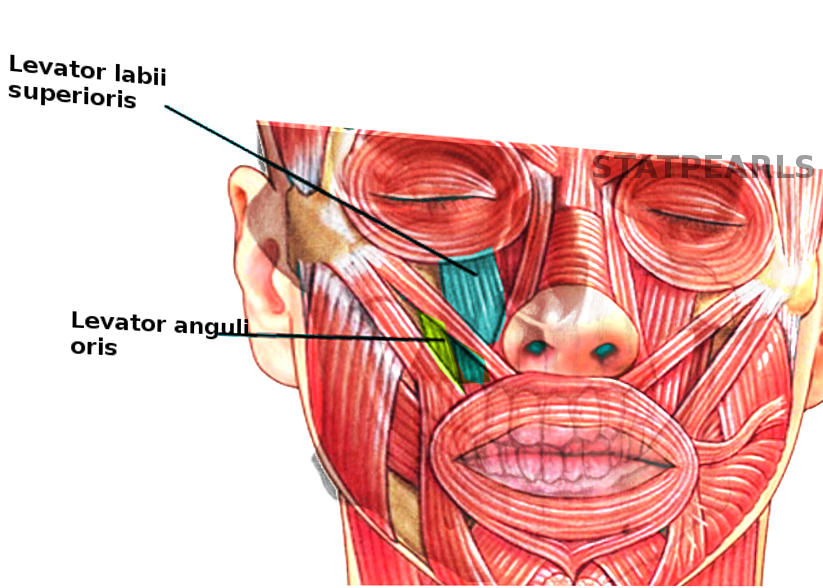 <p>Levator Labii Superioris and Levator Anguli Oris