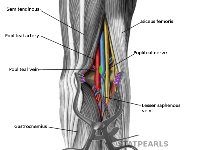 Popliteal fossa