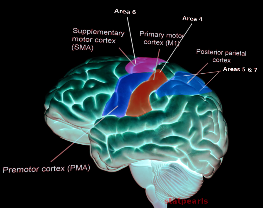 <p>Motor Cortex